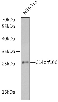 Western blot analysis of extracts of NIH/3T3 cells using C14orf166 Polyclonal Antibody at 1:1000 dilution.