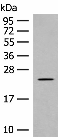 Western blot analysis of Rat heart tissue lysate  using CLEC3B Polyclonal Antibody at dilution of 1:650