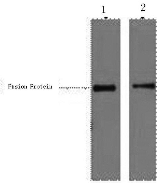 Western Blot analysis of 2ug His fusion protein using His-Tag Monoclonal Antibody at dilution of 1) 1:5000 2) 1:10000.