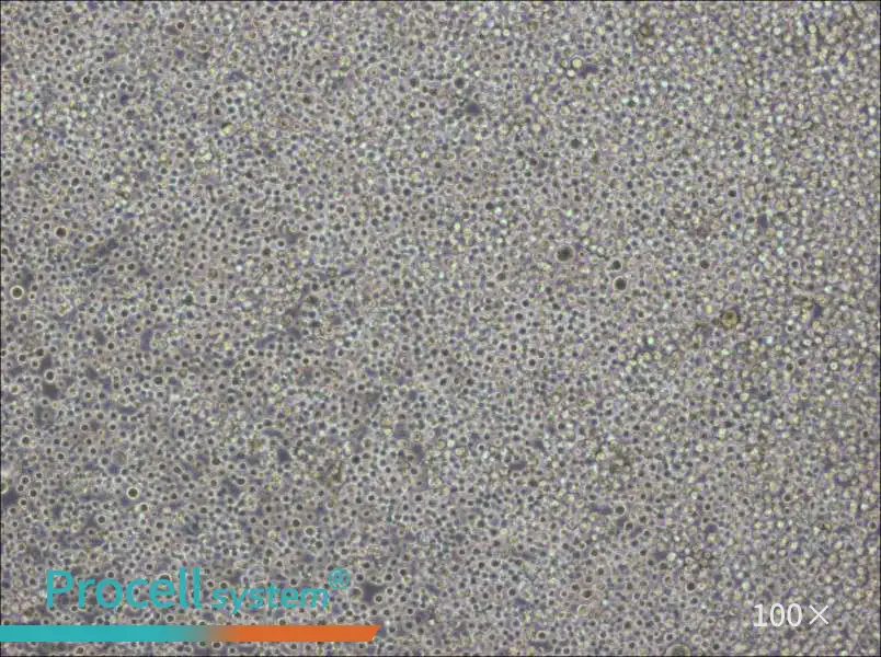 Pfeiffer Cell Complete MediumPfeiffer Cell Complete Medium - 2