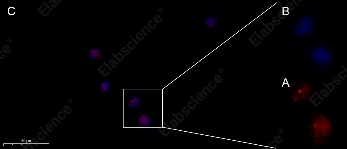 Recombinant Phospho-Stat5 (Tyr694) Monoclonal Antibody - 2