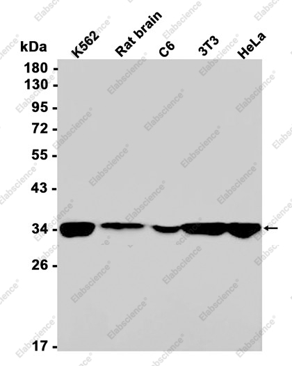 Recombinant PHB2 Monoclonal Antibody - 1