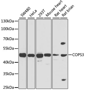 Western blot analysis of extracts of various cell lines using COPS3 Polyclonal Antibody at dilution of 1:1000.