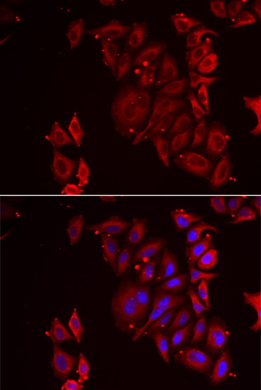 Immunofluorescence analysis of U2OS cells using PAICS Polyclonal Antibody Blue: DAPI for nuclear staining.