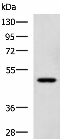 Western blot analysis of TM4 cell lysate  using SNIP1 Polyclonal Antibody at dilution of 1:1150