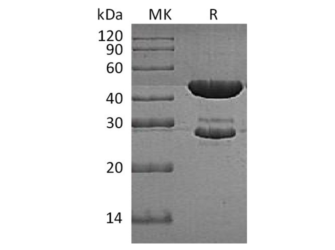 Recombinant E.coli Tryptophan Synthase Protein (His Tag)