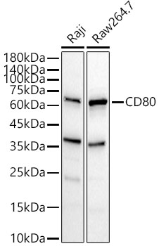 Western blot analysis of various lysates using CD80 Polyclonal Antibody at 1:1000 dilution.