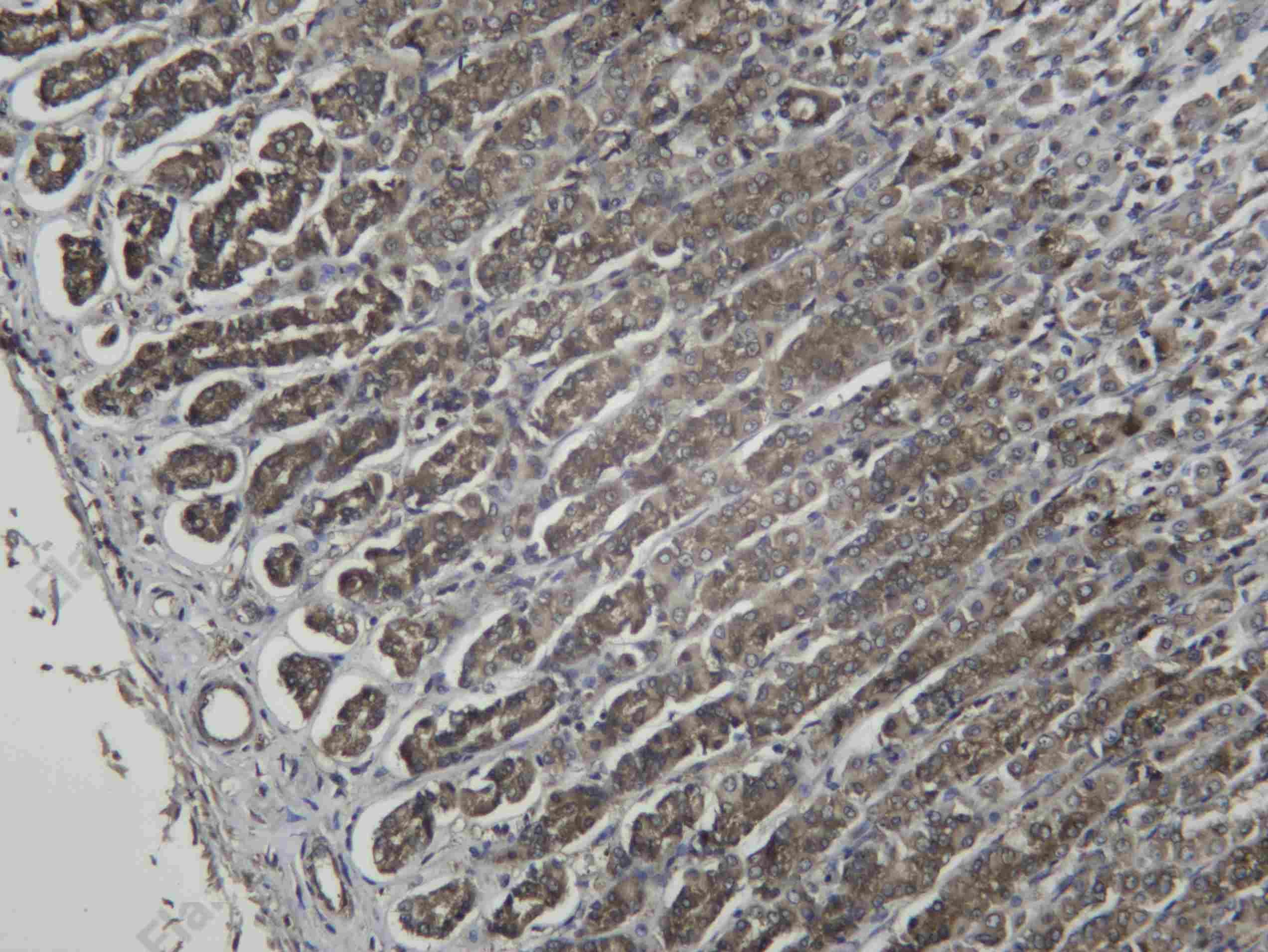 Recombinant Rac1/2/3 Monoclonal Antibody - 4