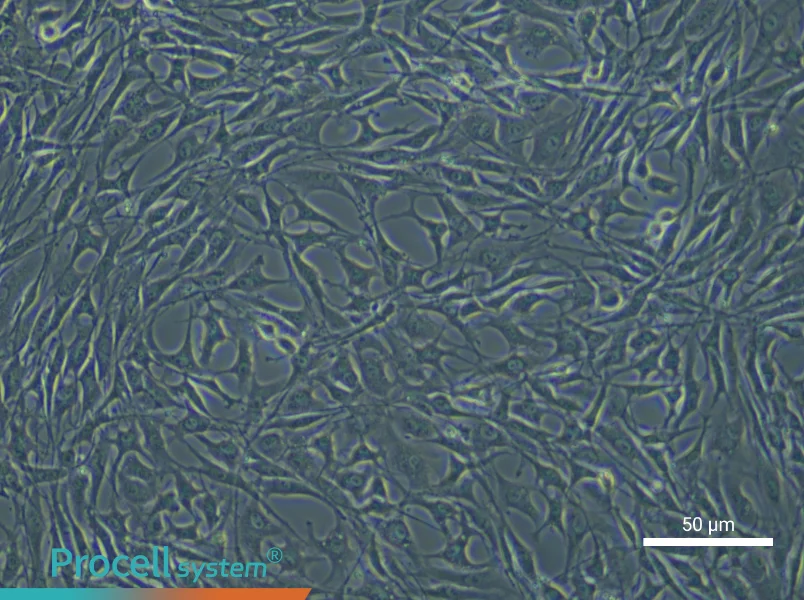 Rat Bone Marrow Mesenchymal Stem Cells - 6