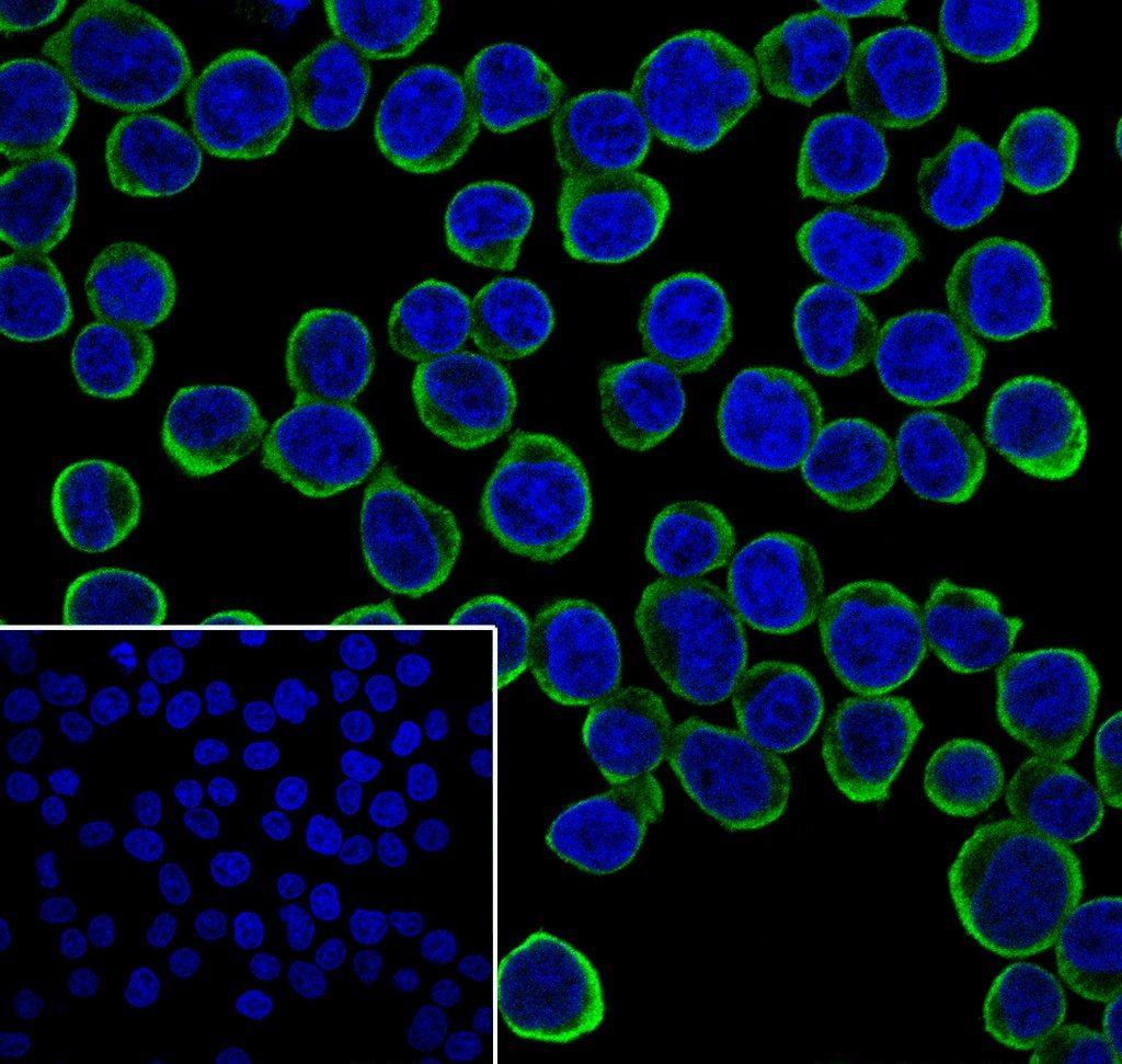 Recombinant CD272/BTLA Monoclonal Antibody-searchlist-2