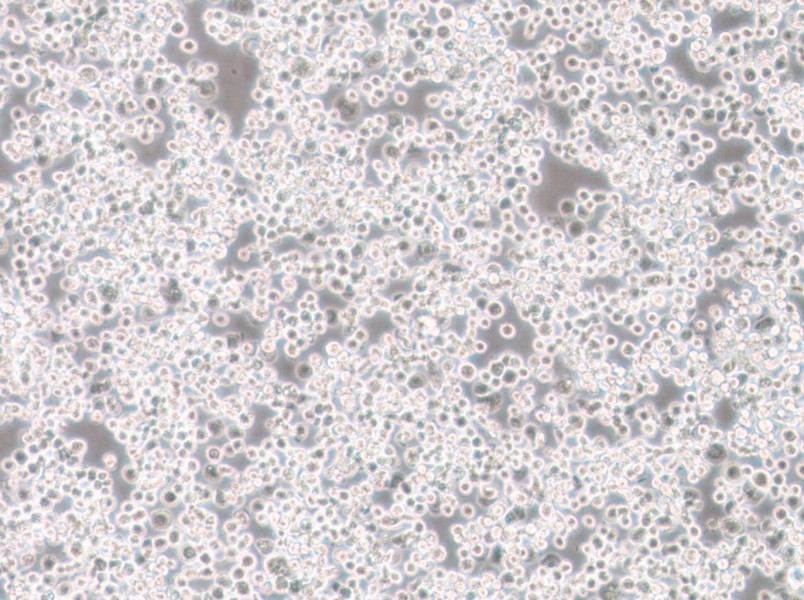 Sf21 Cell Complete MediumSf21 Cell Complete Medium - 3