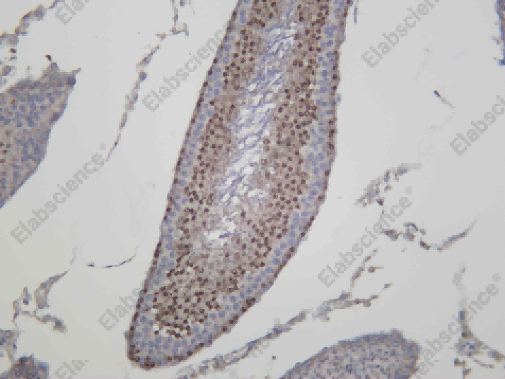 Recombinant Rec8 Monoclonal Antibody - 1
