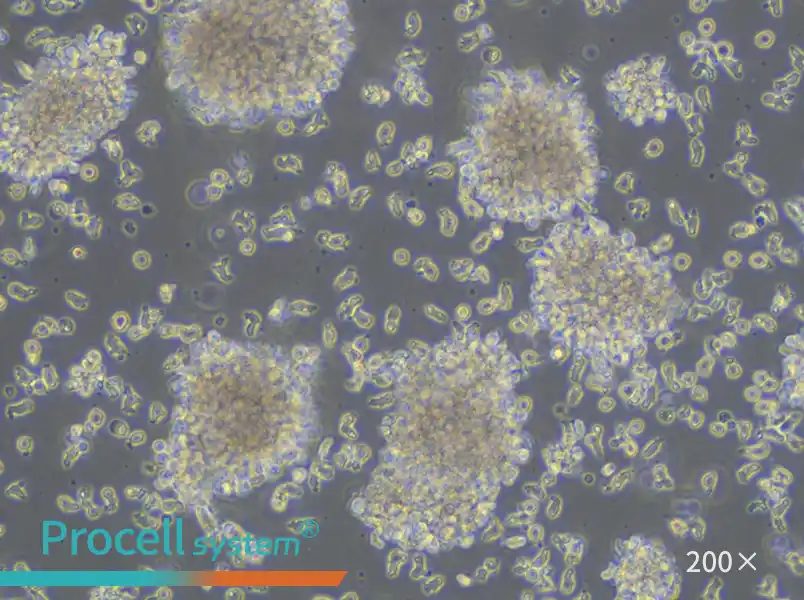 YAC-1 Cell Complete Medium - small - 4