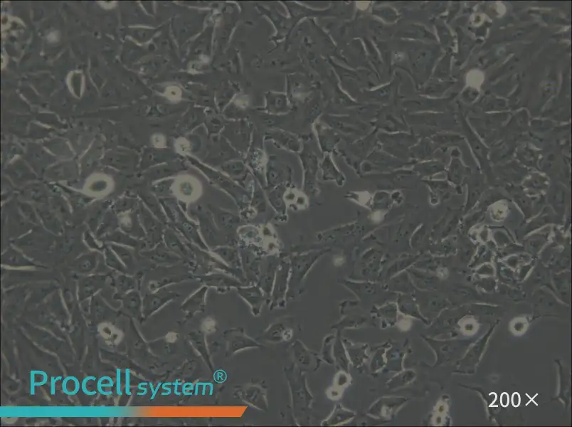 LN-18 Cell Complete Medium - 6