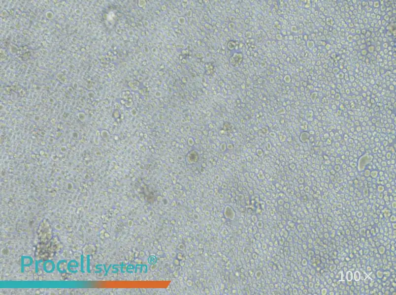 LP-1 Cell Complete MediumLP-1 Cell Complete Medium - 2