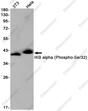 Recombinant Phospho-IKB alpha (Ser32) Monoclonal Antibody - 1