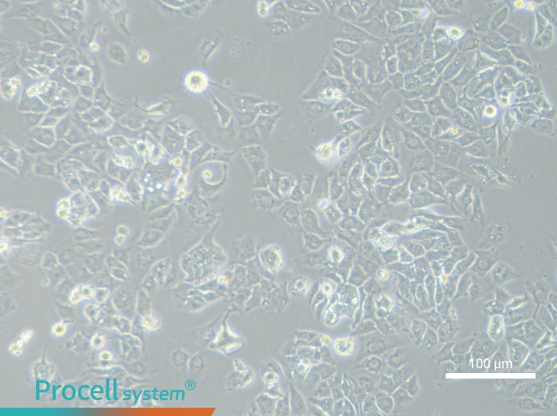 MHCC97-H Cell Complete MediumMHCC97-H Cell Complete Medium - 2