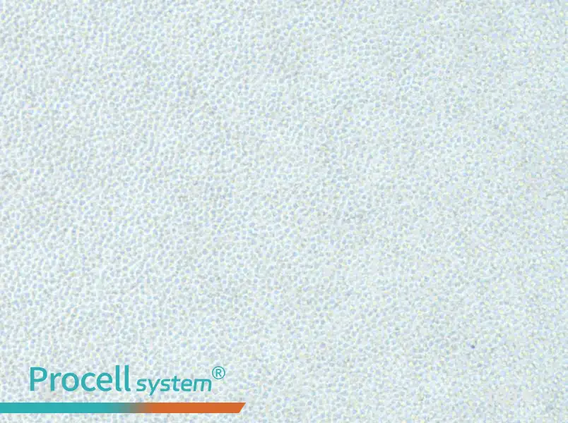 OCI-AML-2 Cell Complete MediumOCI-AML-2 Cell Complete Medium - 2