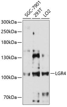 Western blot analysis of extracts of various cell lines using LGR4 Polyclonal Antibody at 1:3000 dilution.