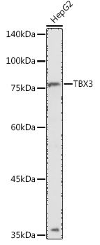 Western blot analysis of extracts of HepG2 cells using TBX3 Polyclonal Antibody at 1:1000 dilution.