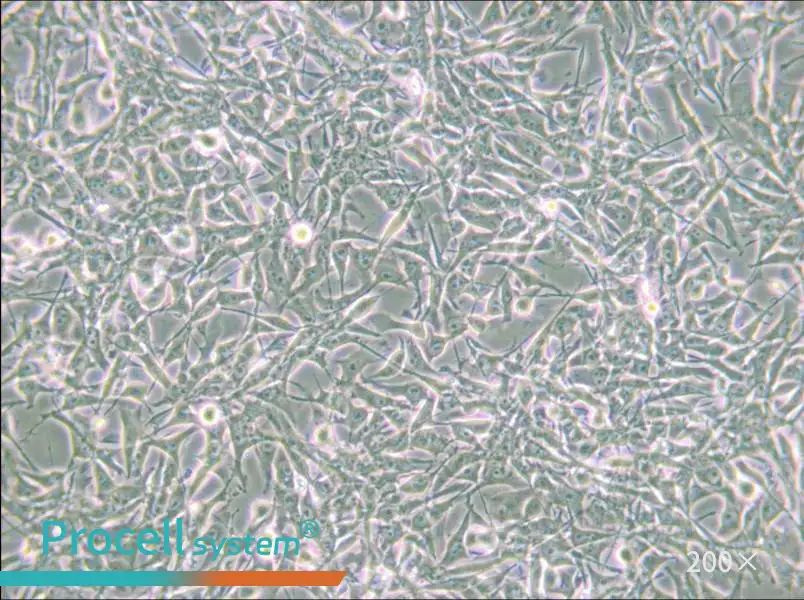 PIEC Cell Complete Medium - 4