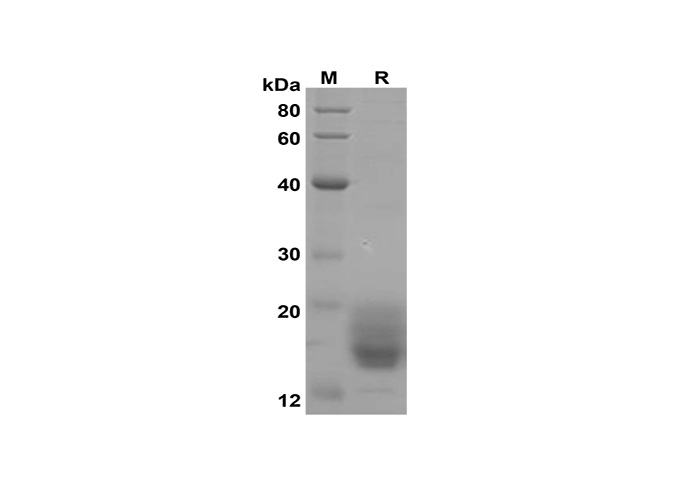 Recombinant Human IL-5 Protein(His Tag)-searchlist-1
