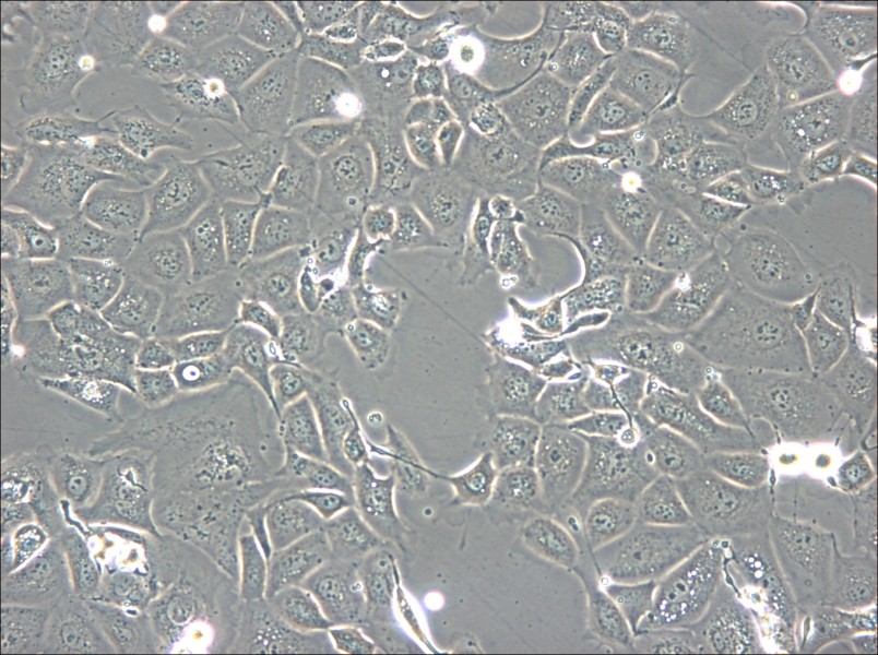 NCI-H1693 Cell Complete Medium - small - 4