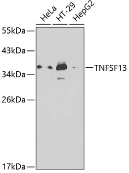 Western blot analysis of extracts of various cell lines using TNFSF13 Polyclonal Antibody at 1:1000 dilution.