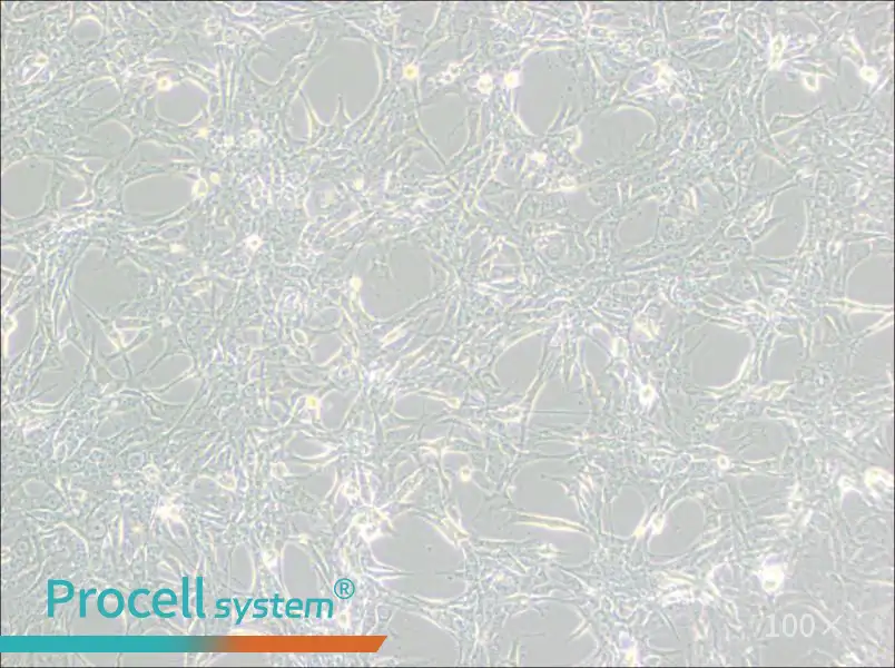 Hey Cell Complete Medium - 1