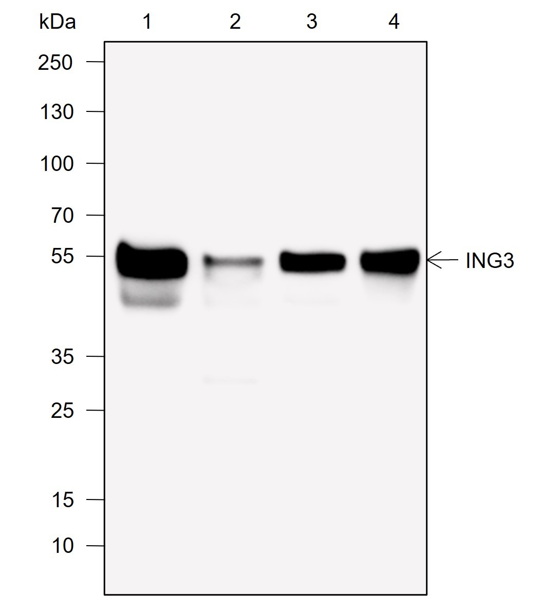 Recombinant ING3 Monoclonal Antibody-searchlist-1