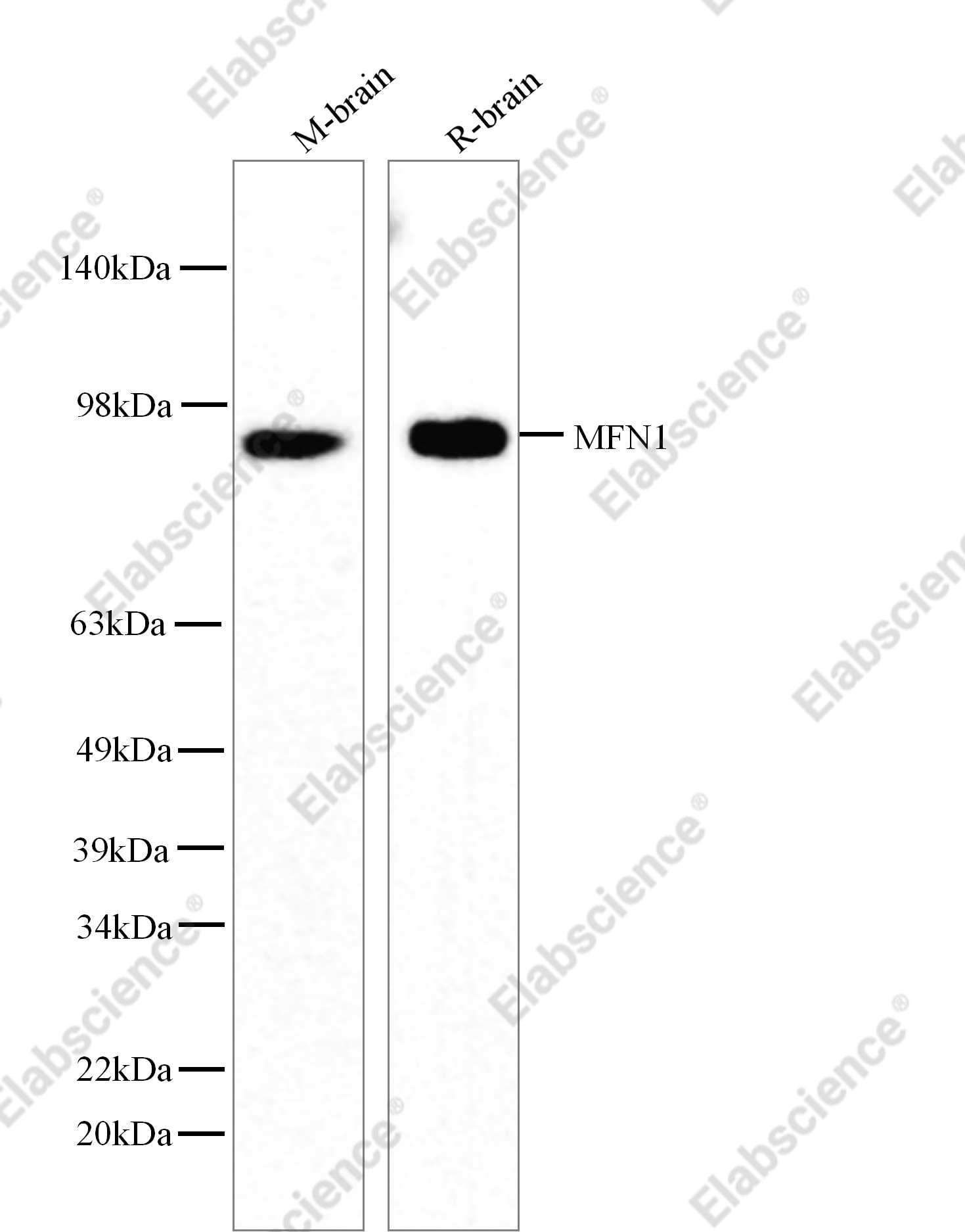 Recombinant MFN1 Monoclonal Antibody - 1