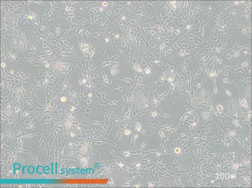 BT-20 Cell Complete Medium - 3