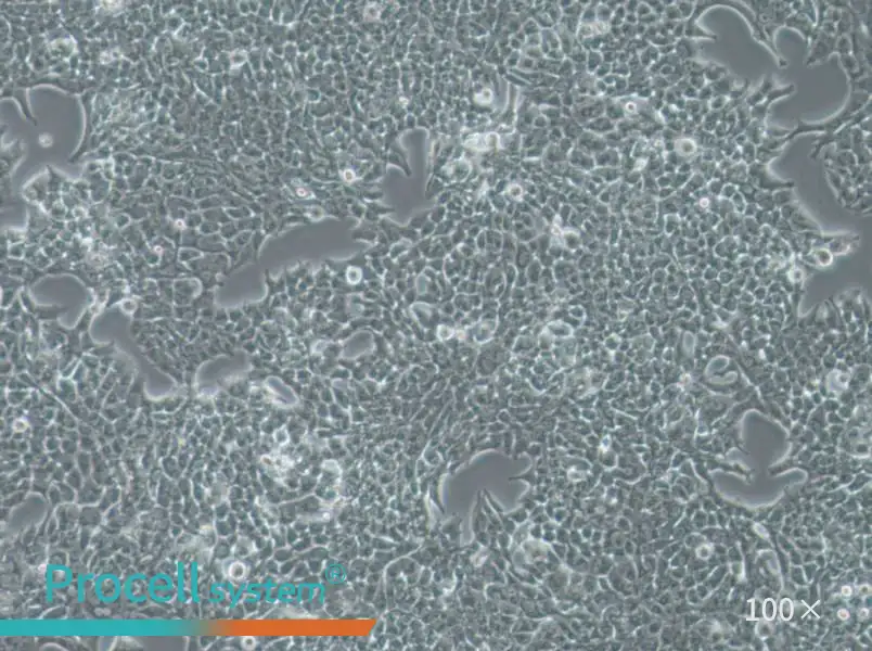 SW756 (DMEM) Cell Complete Medium - 3