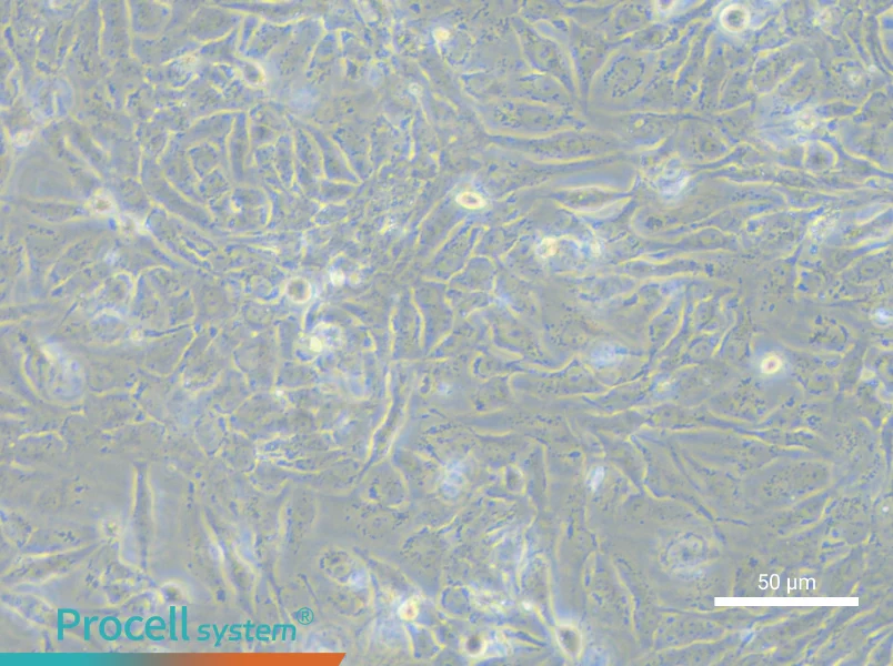 NCI-H2009 - 4