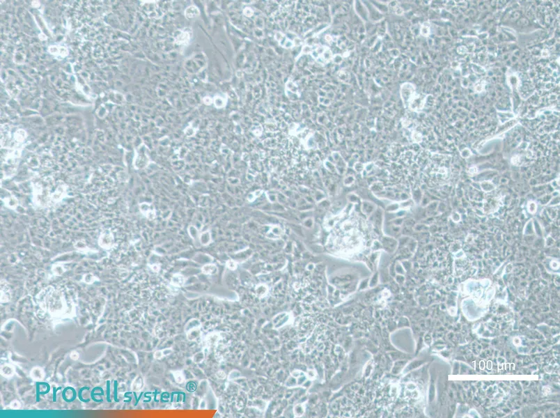 NCI-H1793NCI-H1793 - 3