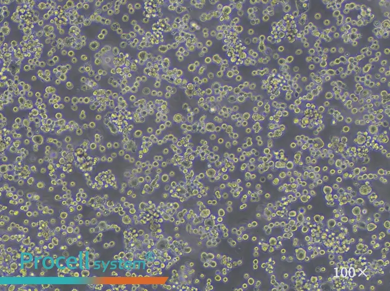 NR8383 Cell Complete Medium - 2