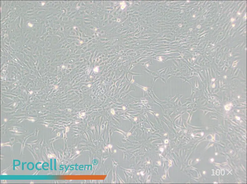 Pt K1 [NBL-3] Cell Complete Medium - 3