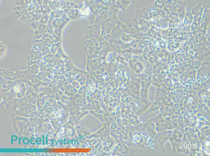 MUG-Chor1 Cell Complete Medium - small - 4