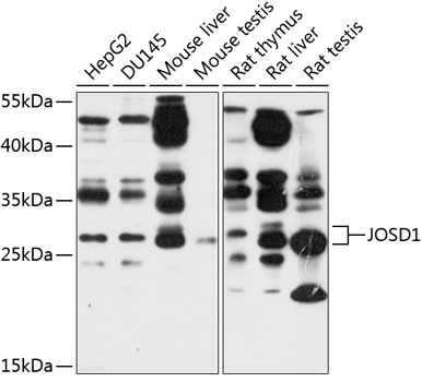 Western blot analysis of extracts of various cell lines using JOSD1 Polyclonal Antibody at 1:1000 dilution.