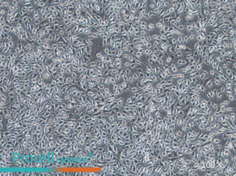 B16-F1 Cell Complete MediumB16-F1 Cell Complete Medium - 2