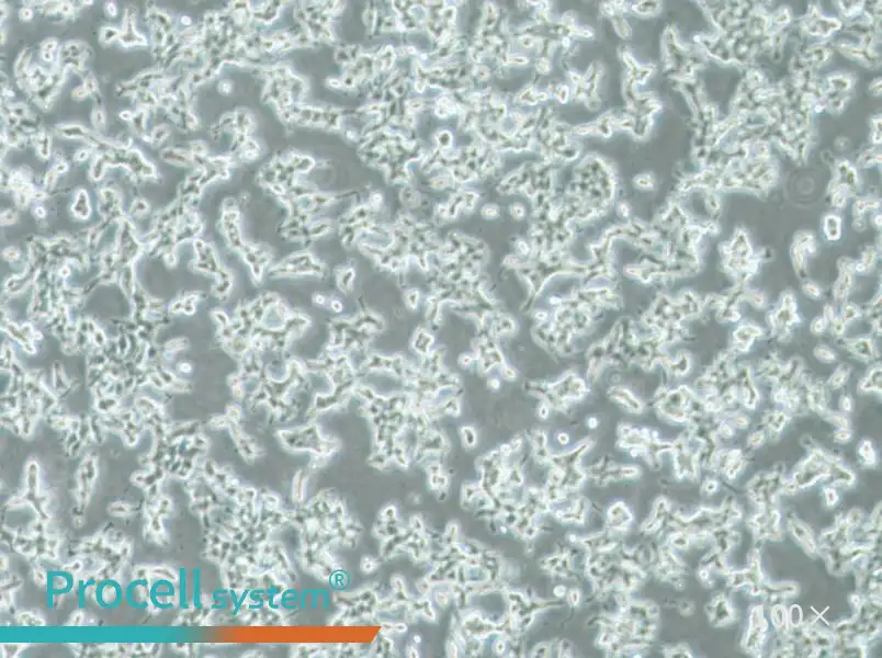 DMS 53 Cell Complete MediumDMS 53 Cell Complete Medium - 3