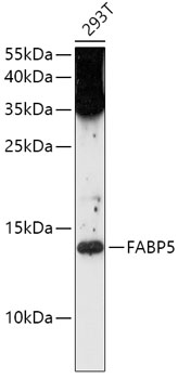 Western blot analysis of extracts of 293T cells using FABP5 Polyclonal Antibody at 1:1000 dilution.