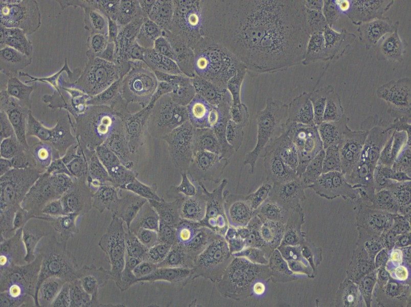 SW 1990 (L15) Cell Complete Medium - small - 5