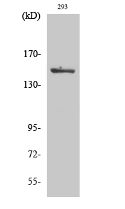 Western Blot analysis of 293 cells with Phospho-MAP3K5 (Ser966) Polyclonal Antibody