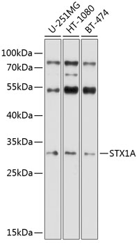 Western blot analysis of extracts of various cell lines using STX1A Polyclonal Antibody at 1:1000 dilution.