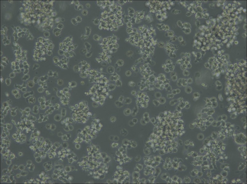 Jiyoye Cell Complete Medium - 6