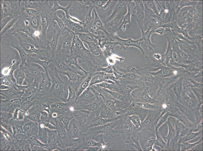 OK Cell Complete Medium - 4