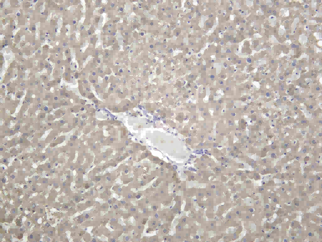 Recombinant Haptoglobin Monoclonal Antibody - 3