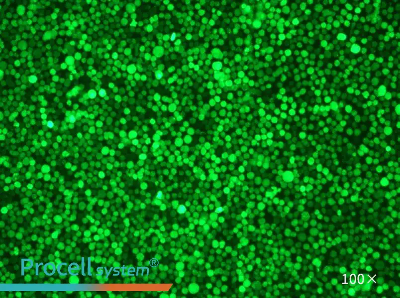 THP-1-GFPTHP-1-GFP - 2