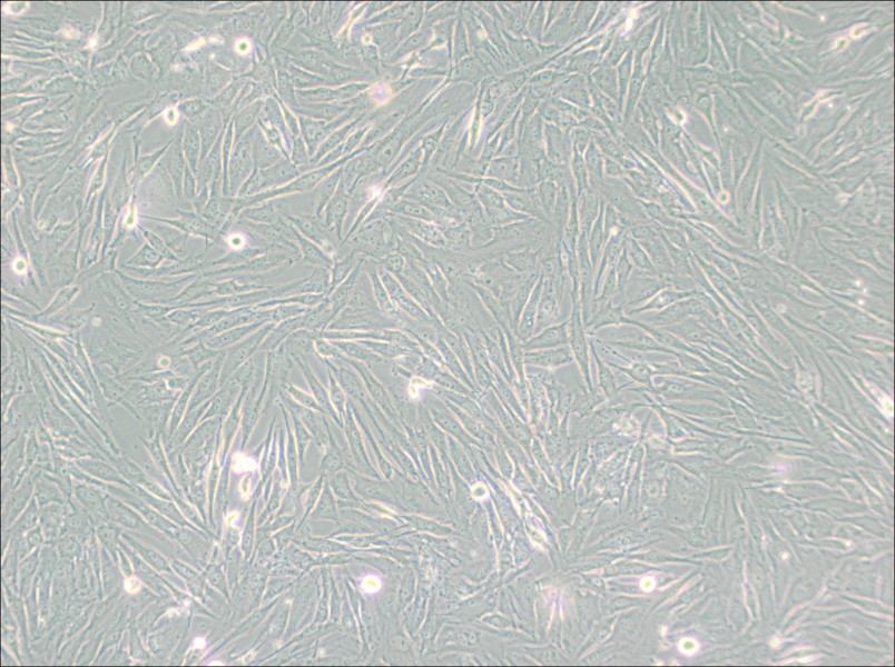 HS 683 Cell Complete Medium - 2